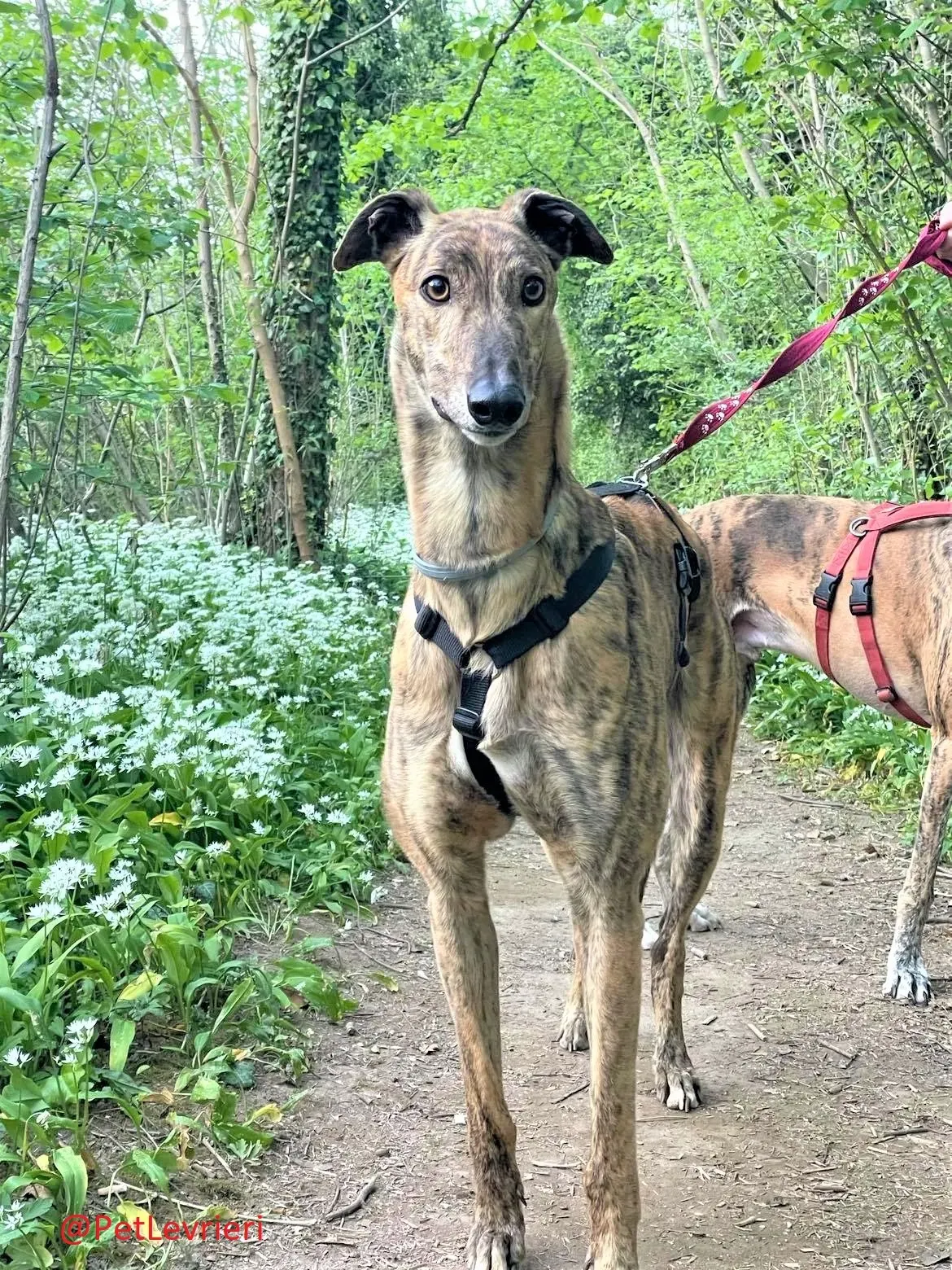 Prince adozione levrieri greyhound 24 2