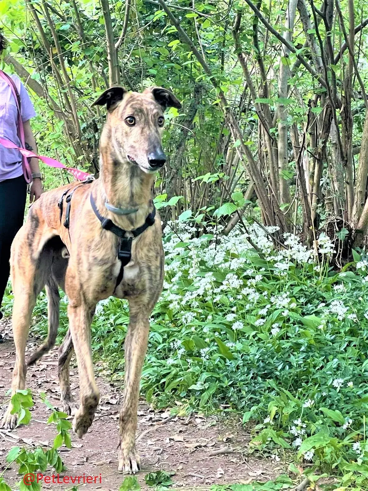 Prince adozione levrieri greyhound 25 2