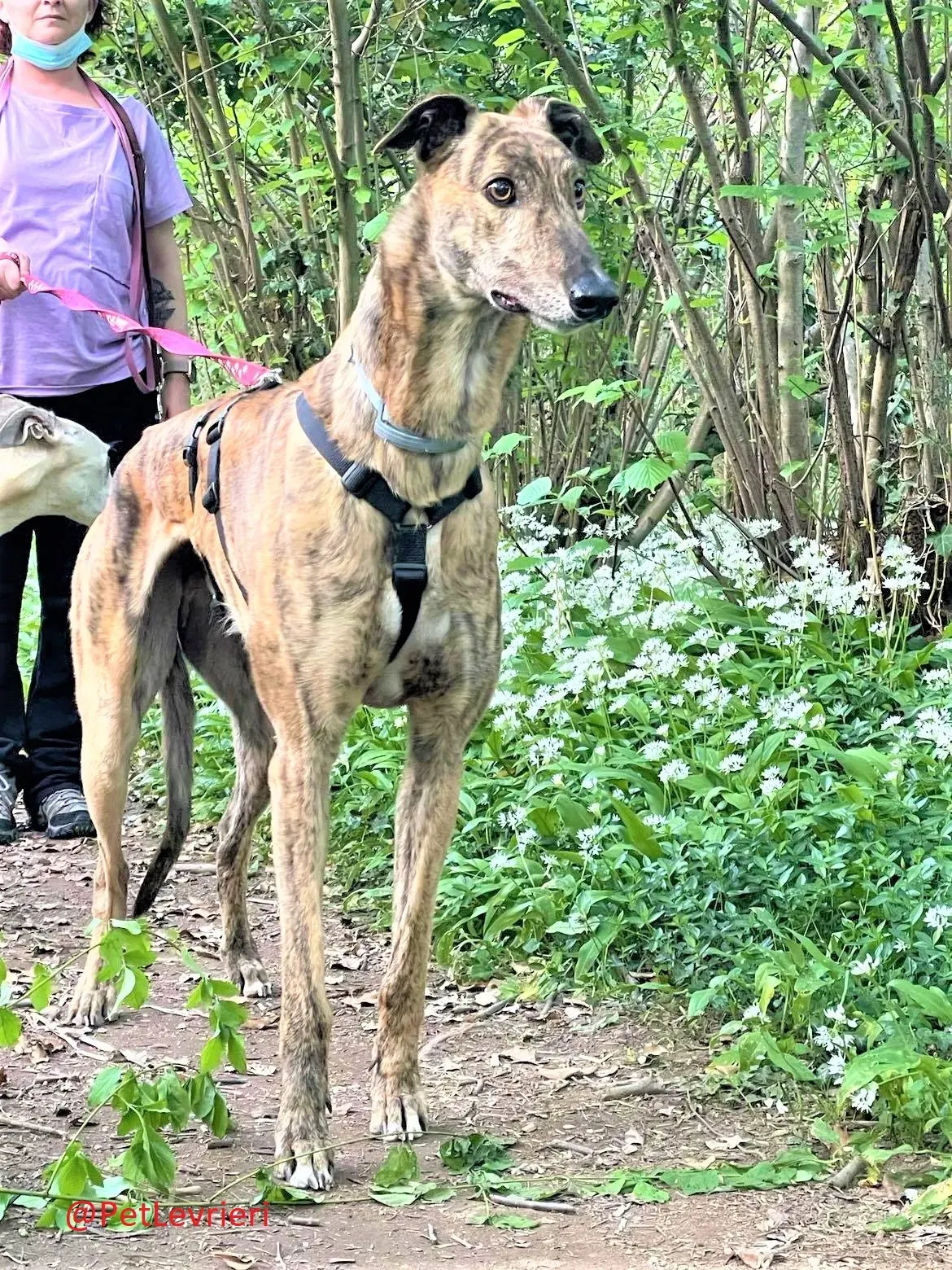 Prince adozione levrieri greyhound 26 2