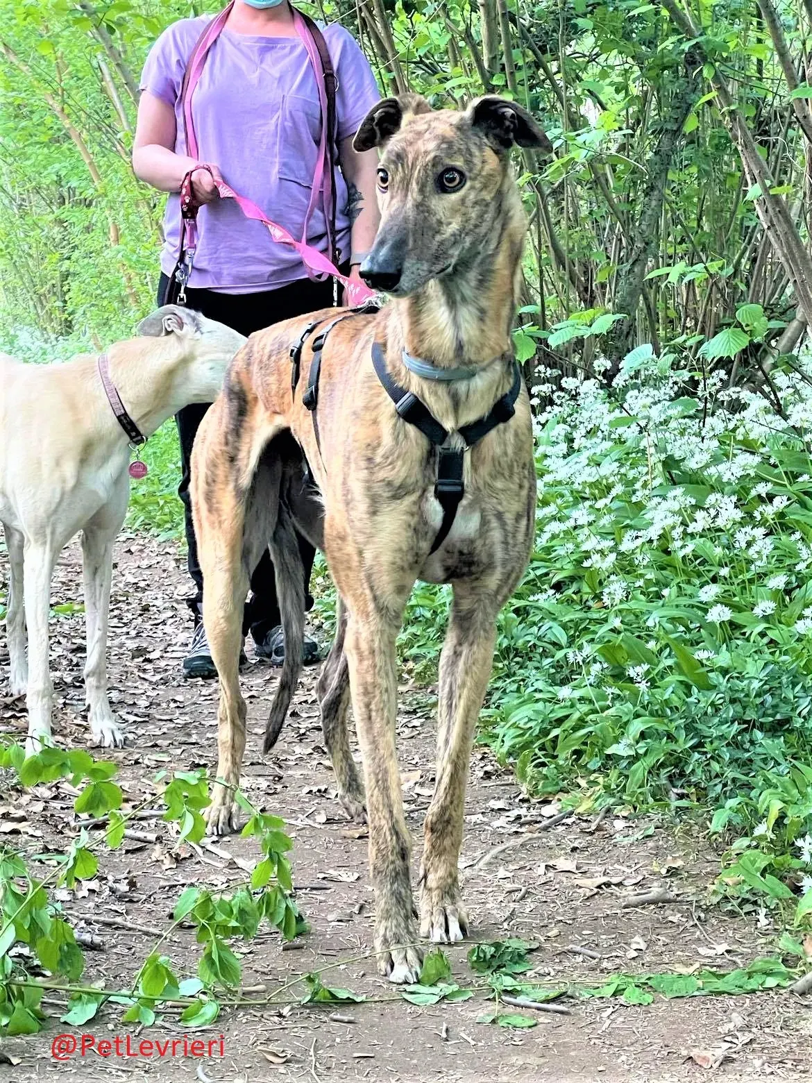 Prince adozione levrieri greyhound 27 2