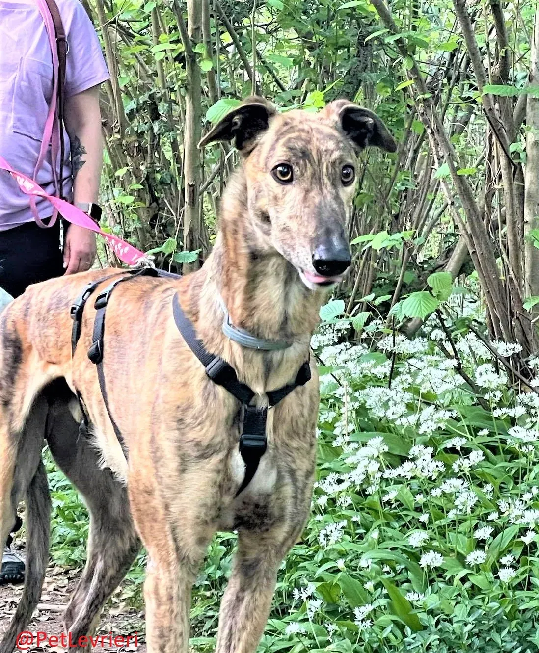 Prince adozione levrieri greyhound 28 2