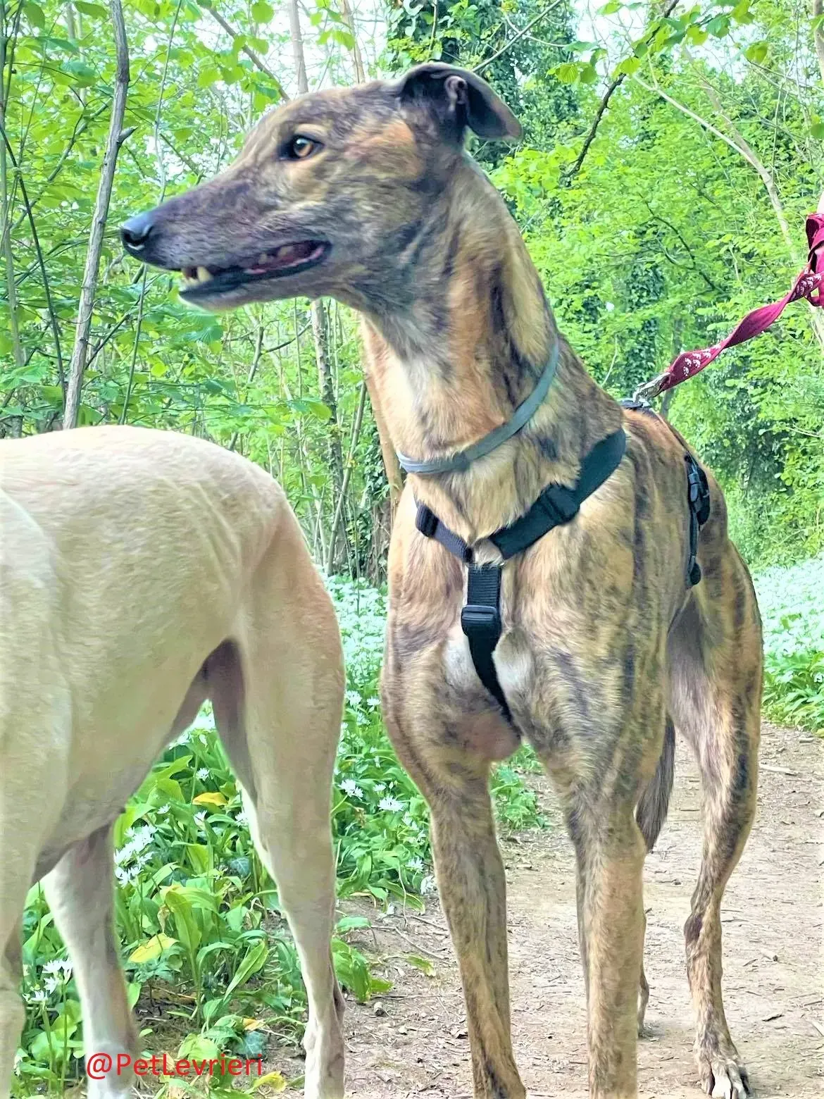 Prince adozione levrieri greyhound 30 2