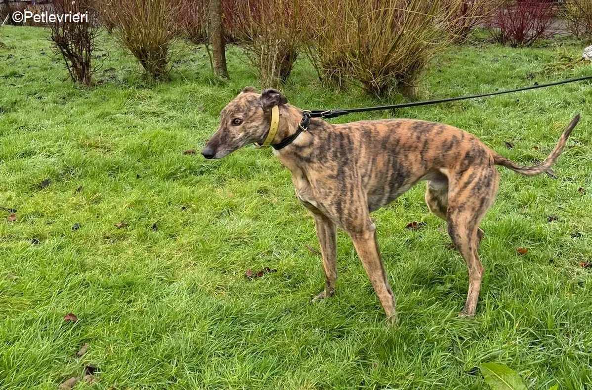 Prince adozione levrieri greyhound 4