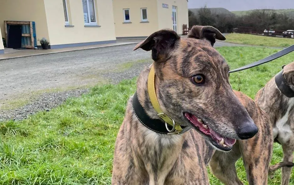 Prince adozione levrieri greyhound 7 e1610700190596