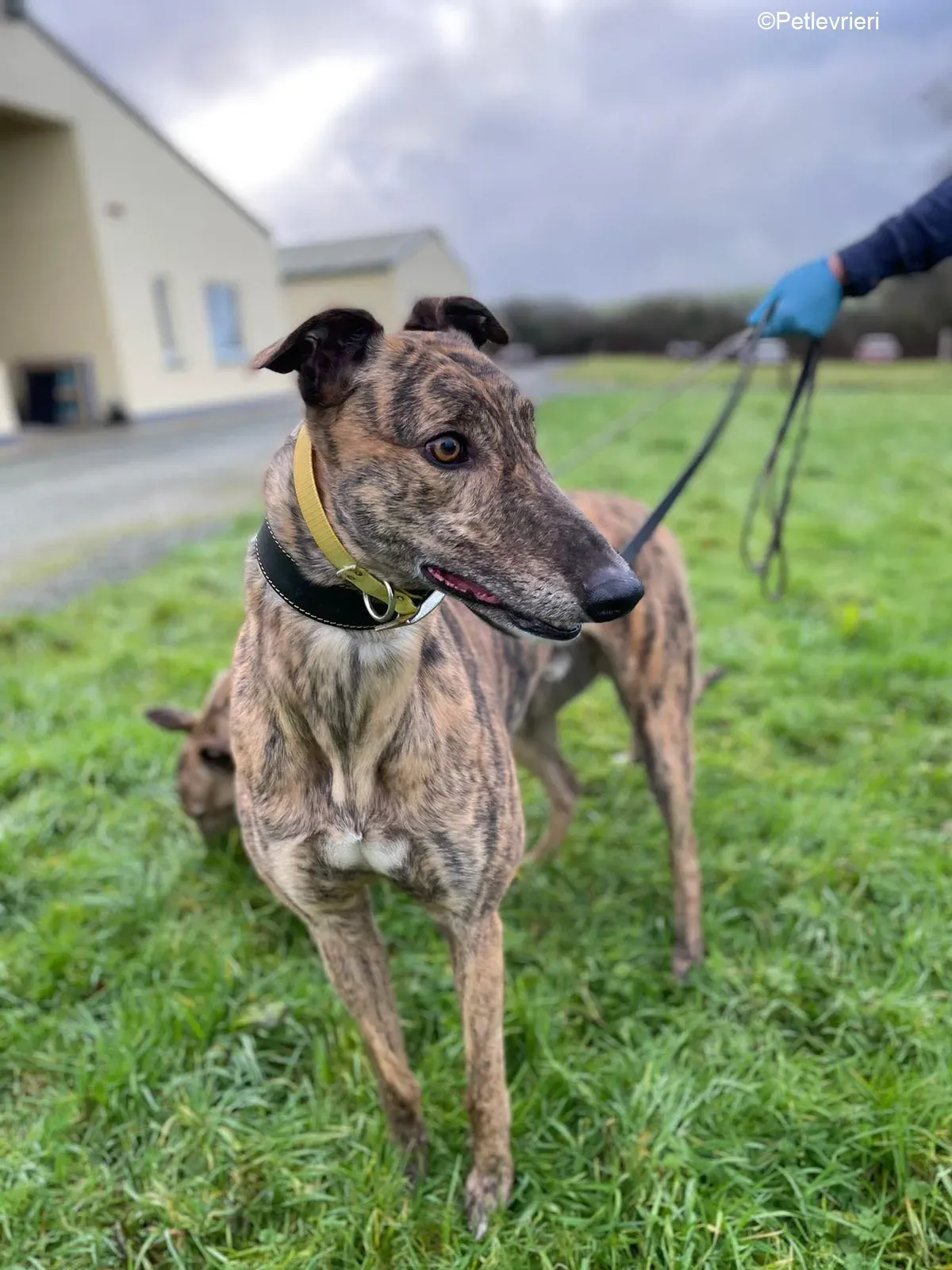 Prince adozione levrieri greyhound 8