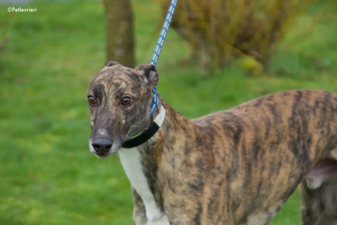 Prince adozione levrieri greyhound 9