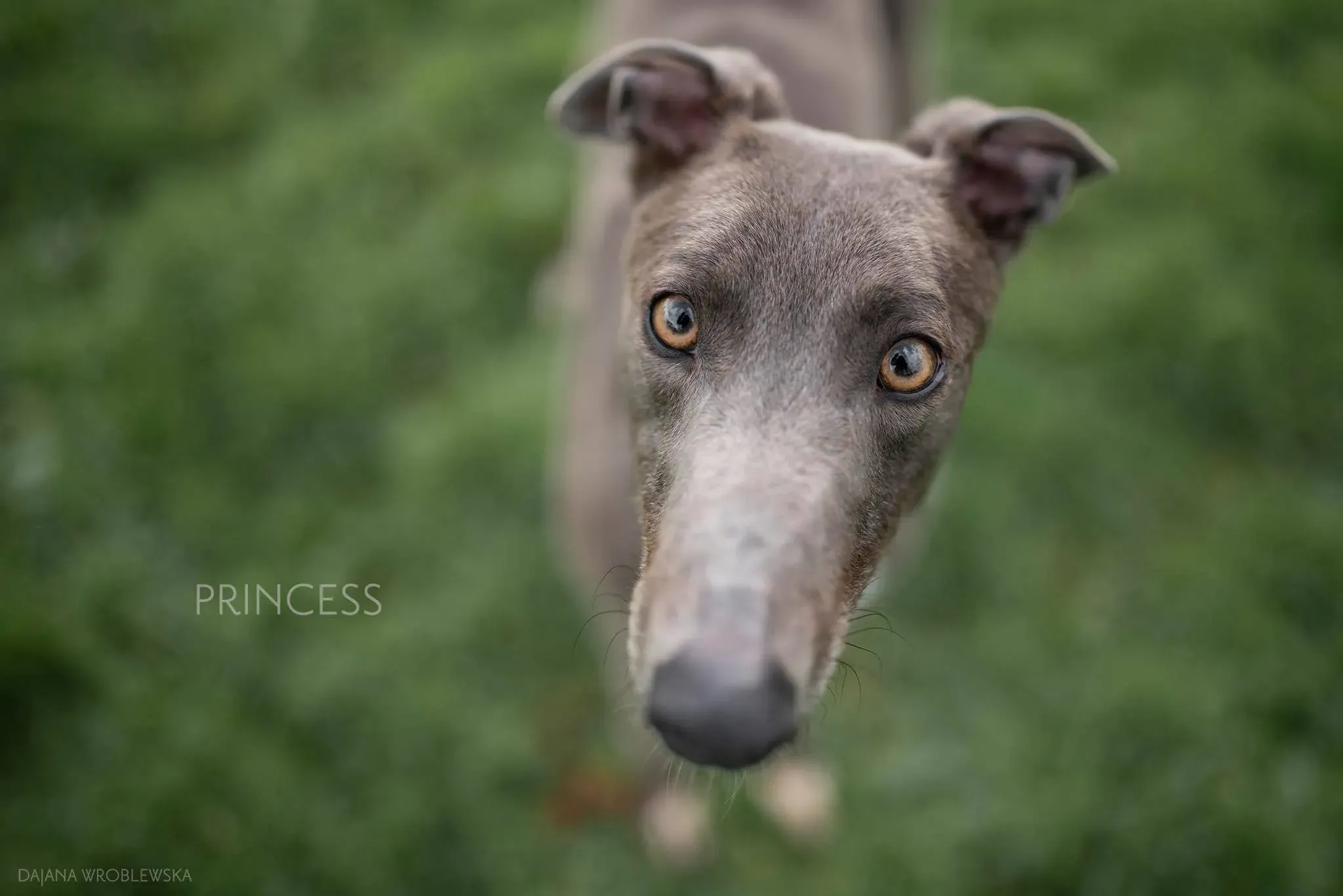 Princess Greyhound Adozione Levrieri 1