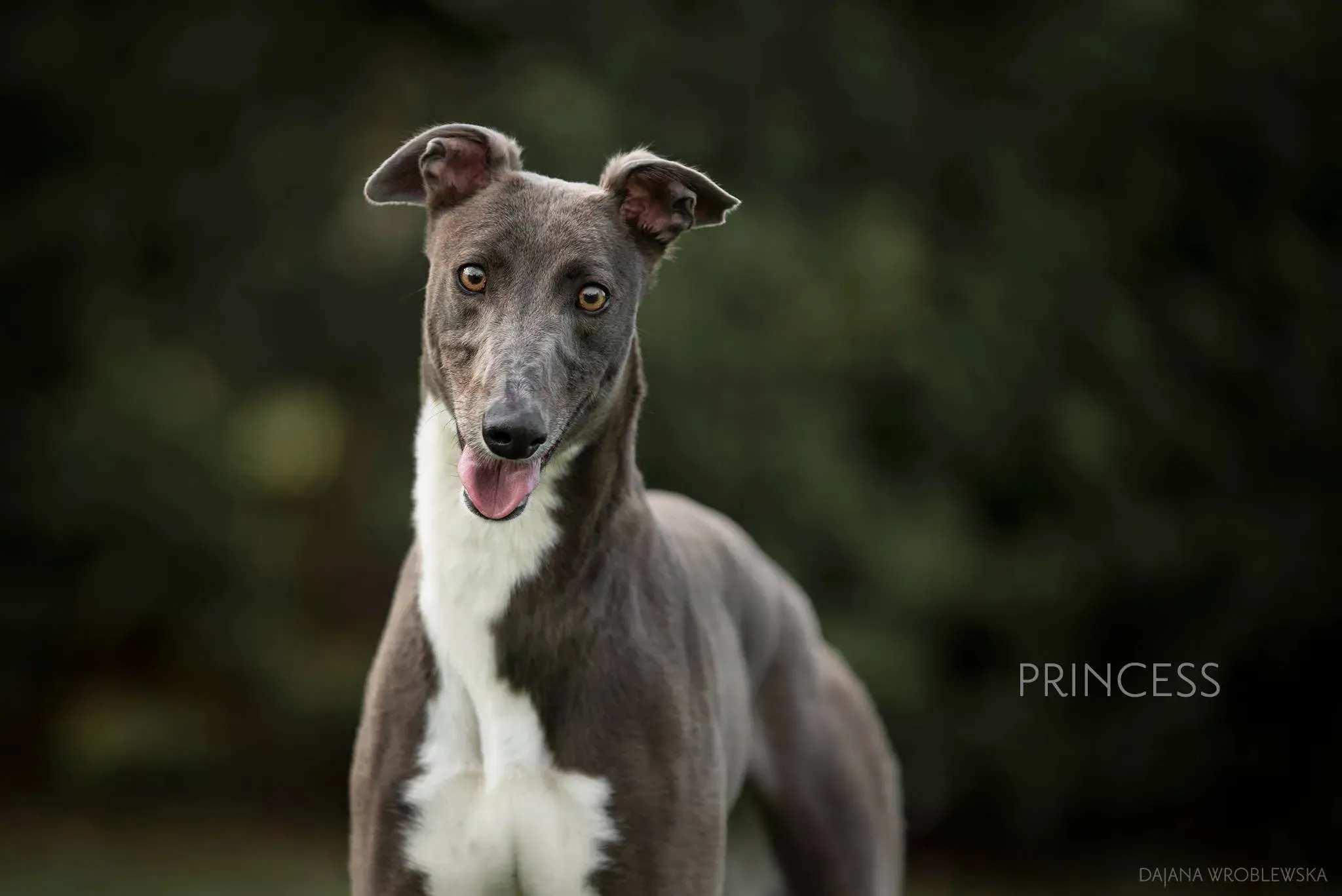 Princess Greyhound Adozione Levrieri 2