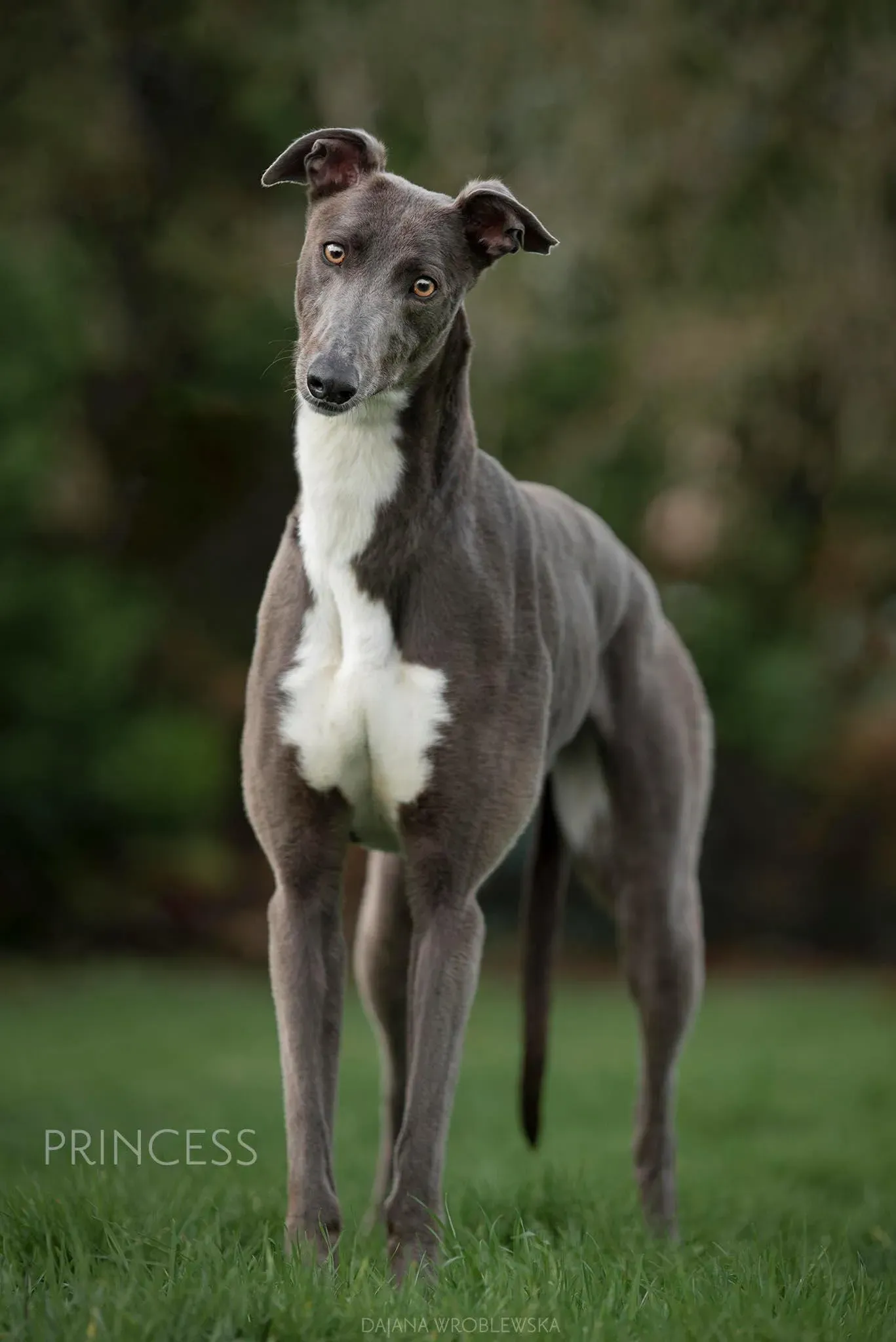 Princess Greyhound Adozione Levrieri 3