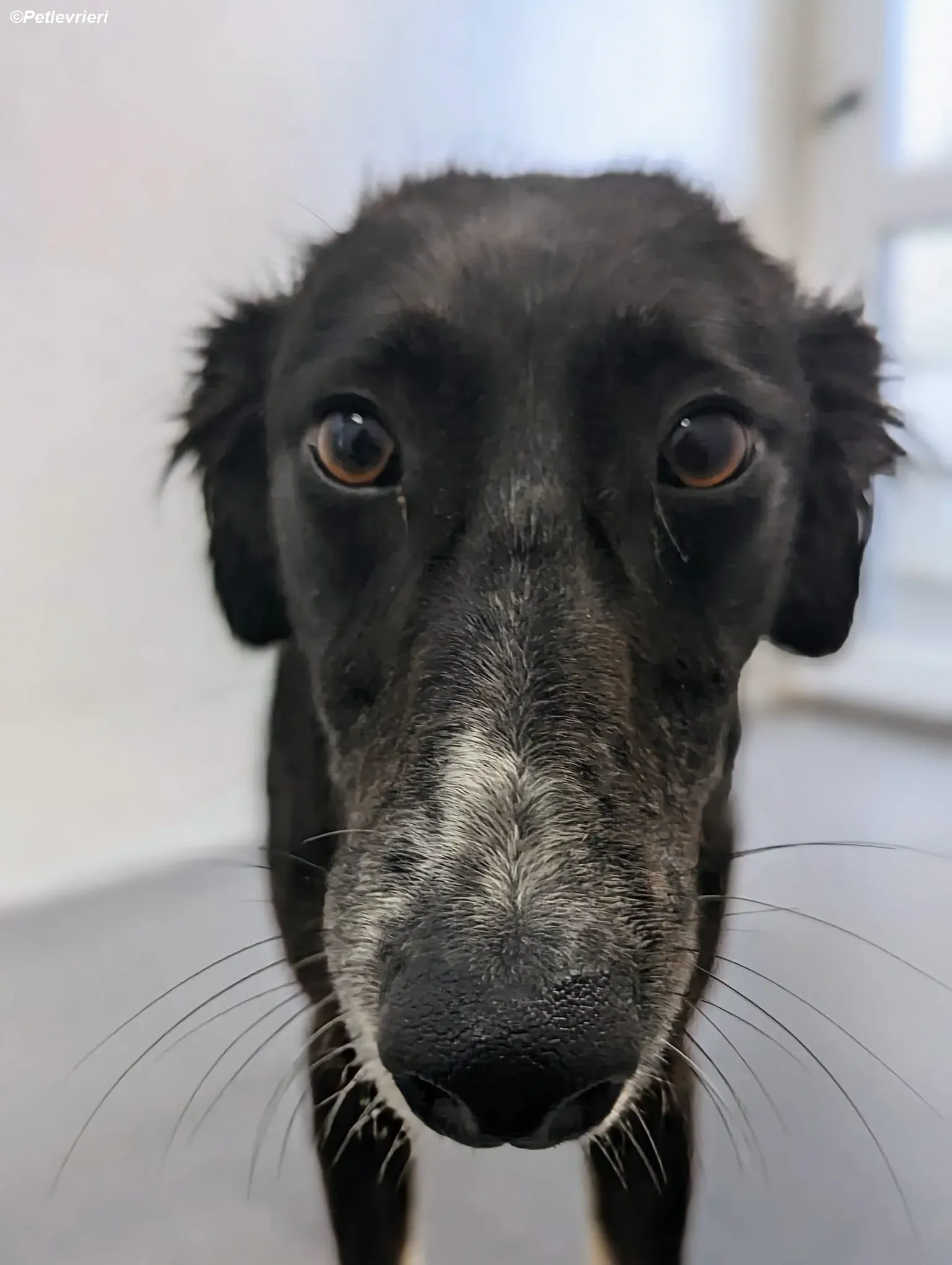 Priscilla adozione levrieri greyhound 1