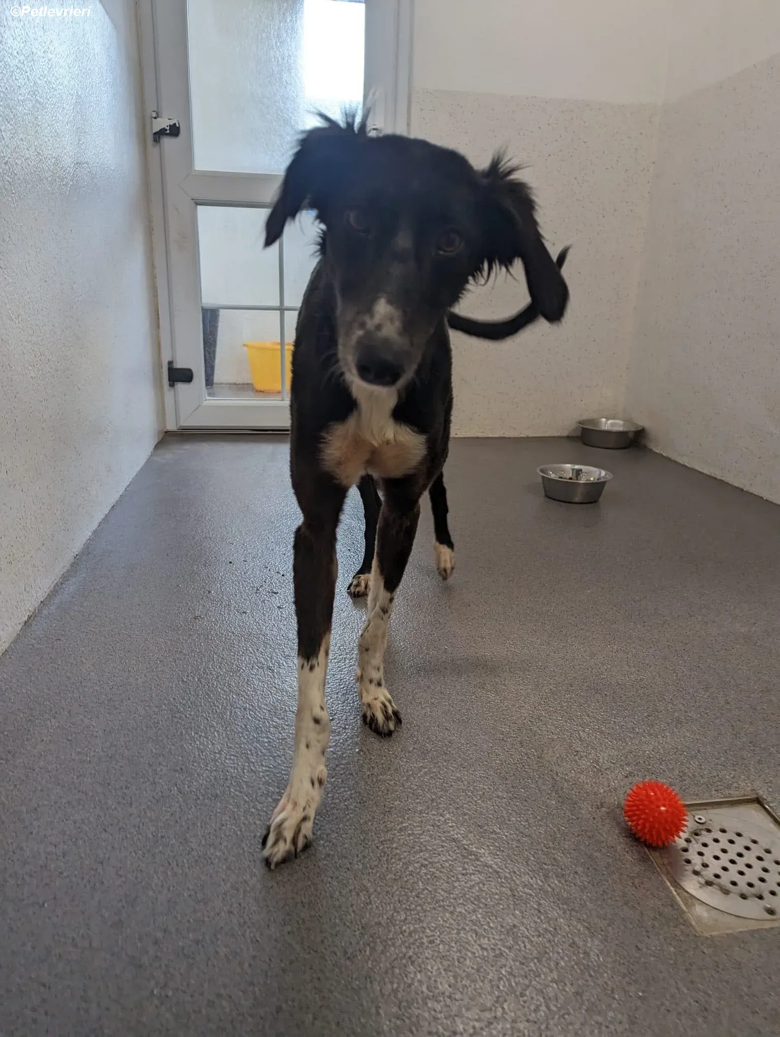 Priscilla adozione levrieri greyhound 10