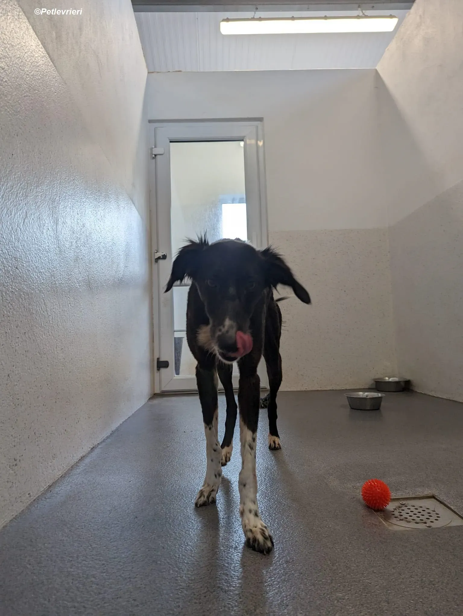 Priscilla adozione levrieri greyhound 11