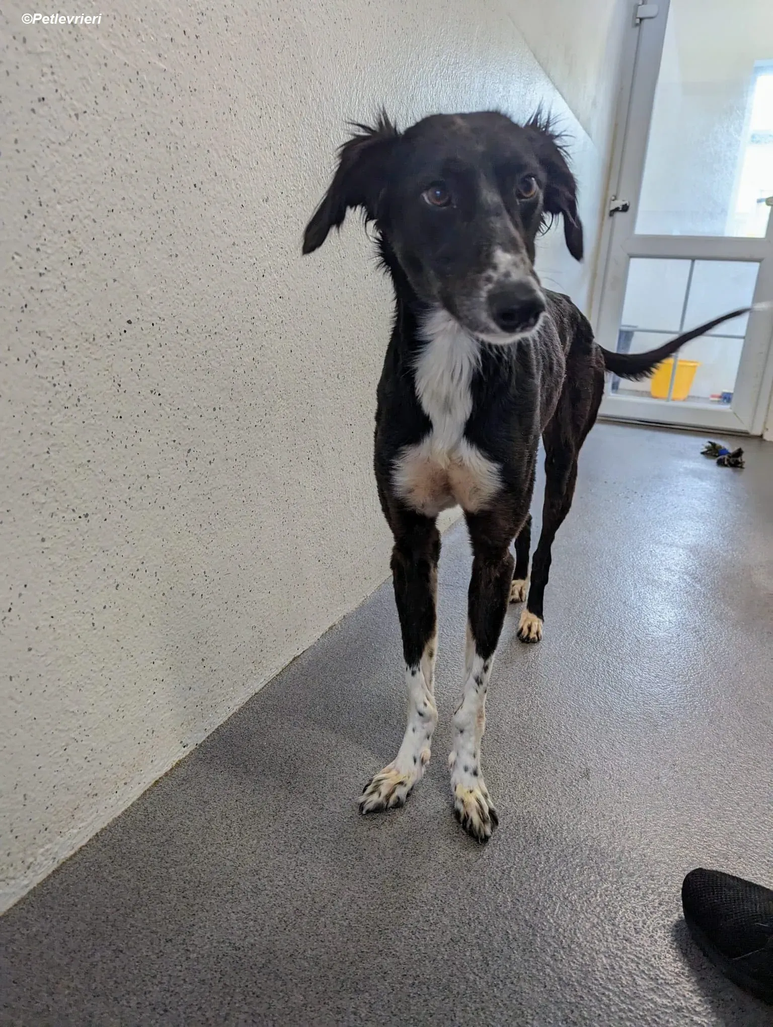 Priscilla adozione levrieri greyhound 12