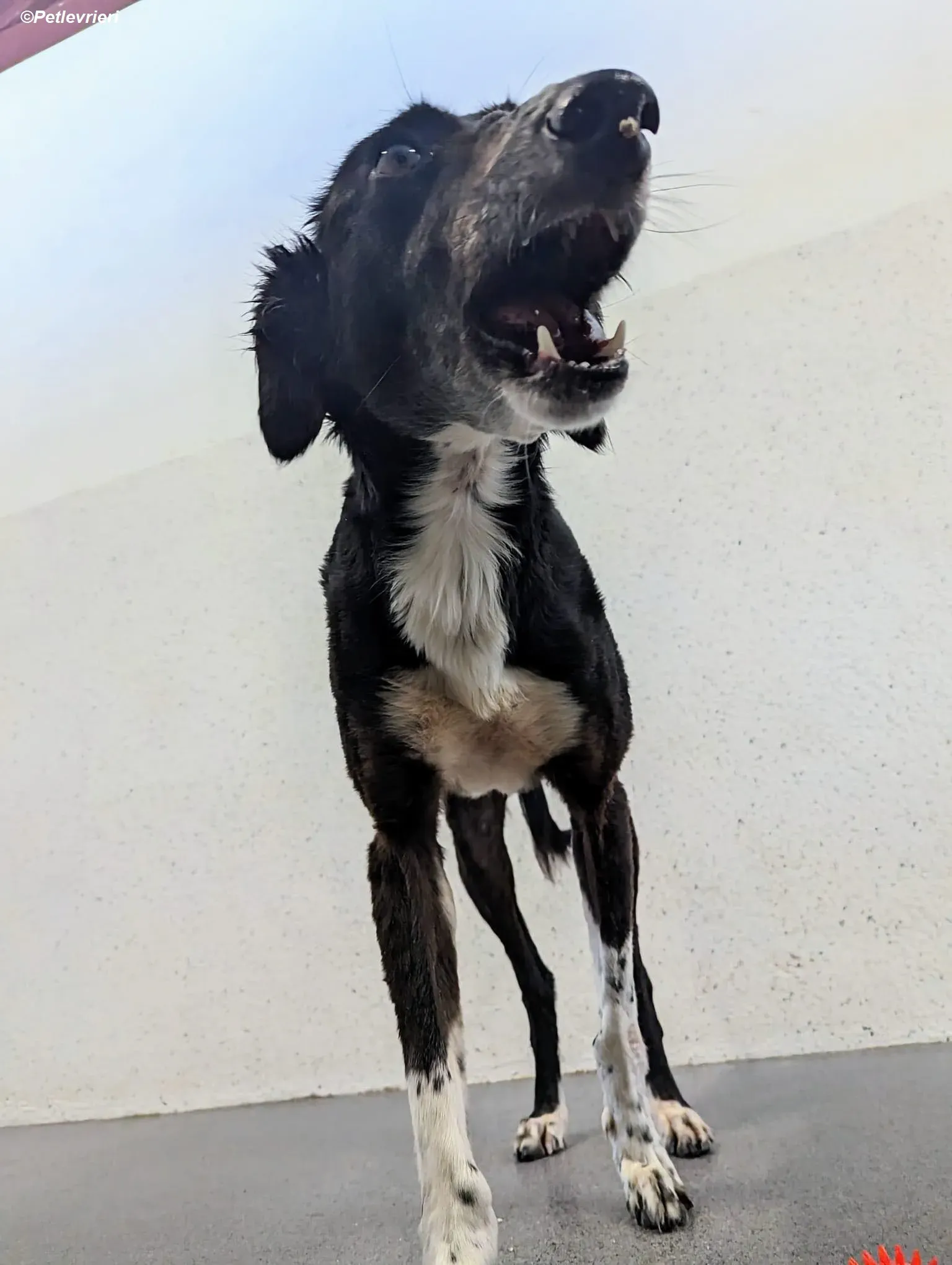 Priscilla adozione levrieri greyhound 13