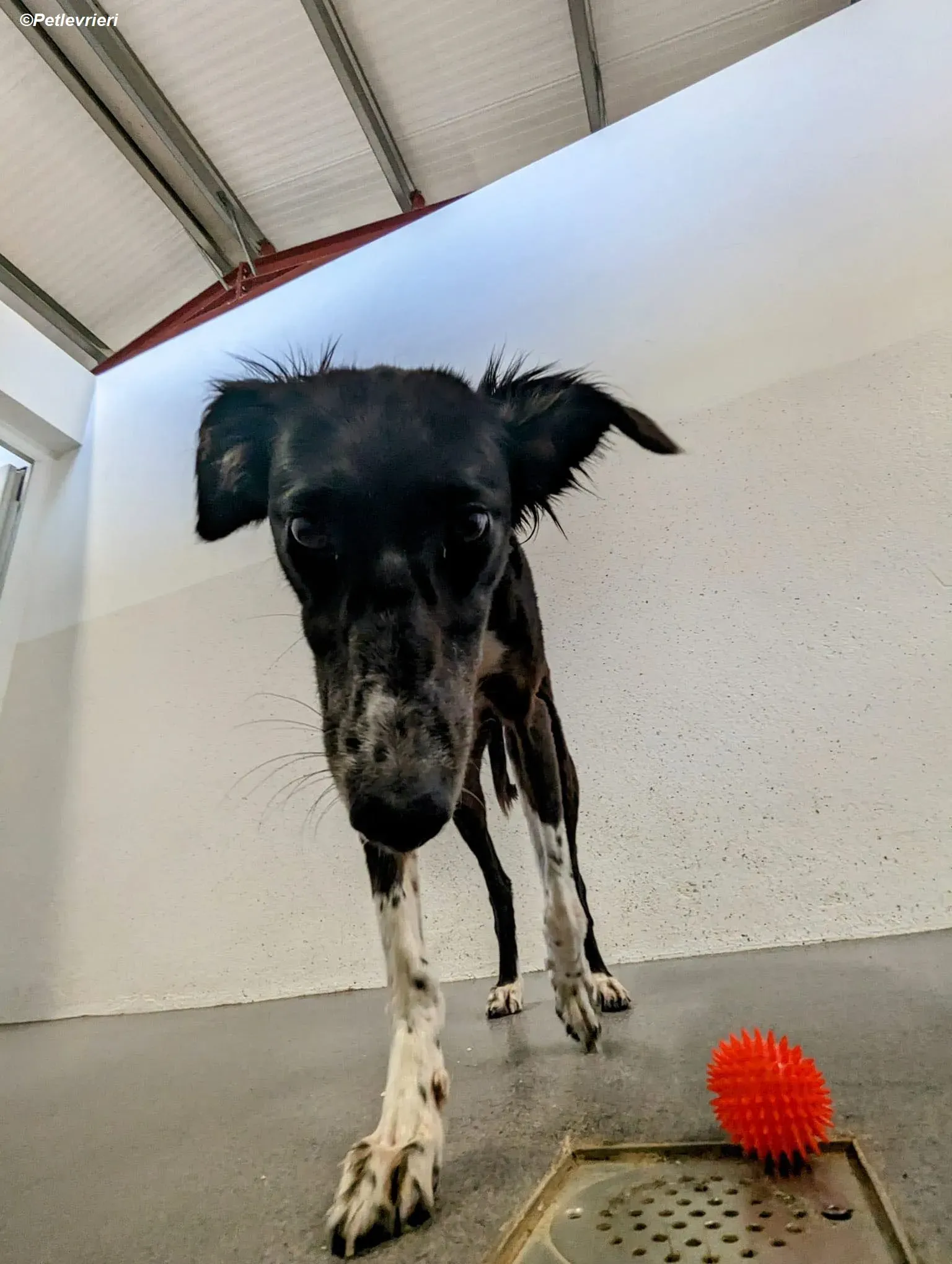 Priscilla adozione levrieri greyhound 14