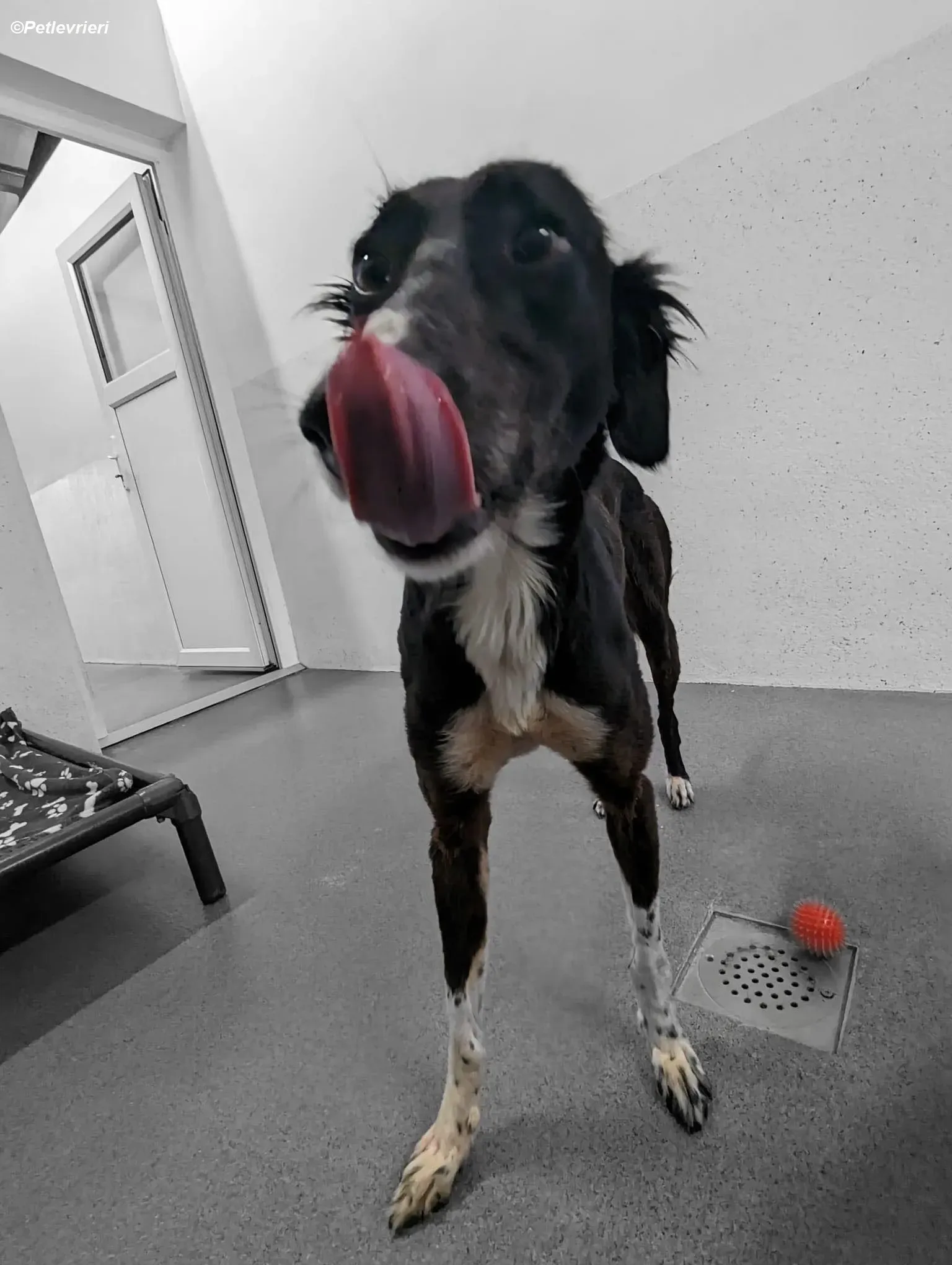 Priscilla adozione levrieri greyhound 15