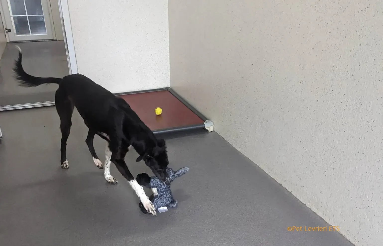 Priscilla adozione levrieri greyhound 17