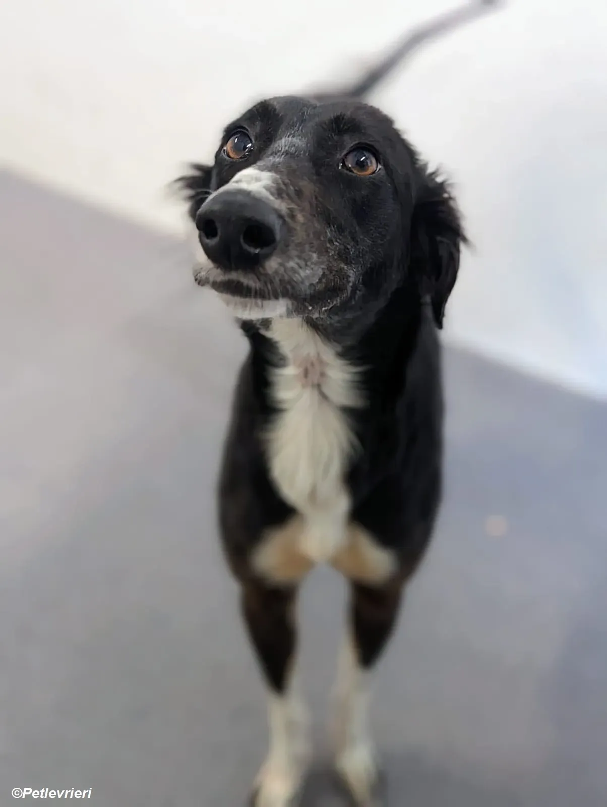 Priscilla adozione levrieri greyhound 2