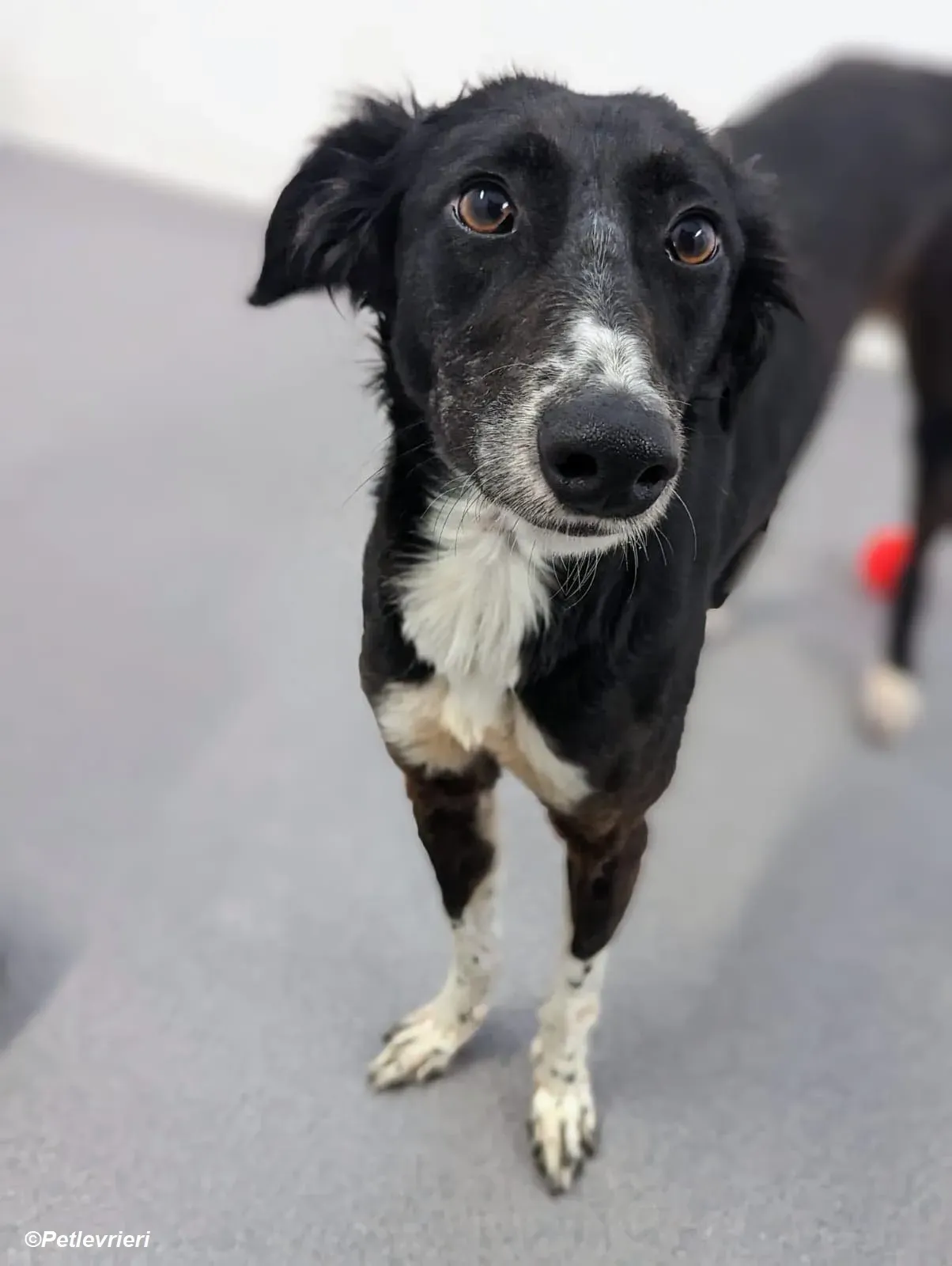 Priscilla adozione levrieri greyhound 3