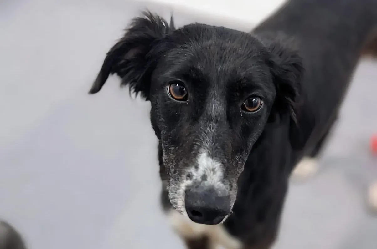 Priscilla adozione levrieri greyhound 4 e1681320827755