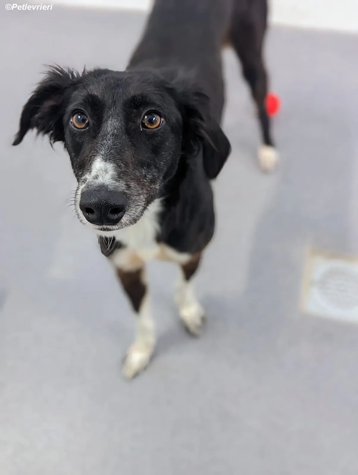 Priscilla adozione levrieri greyhound 5