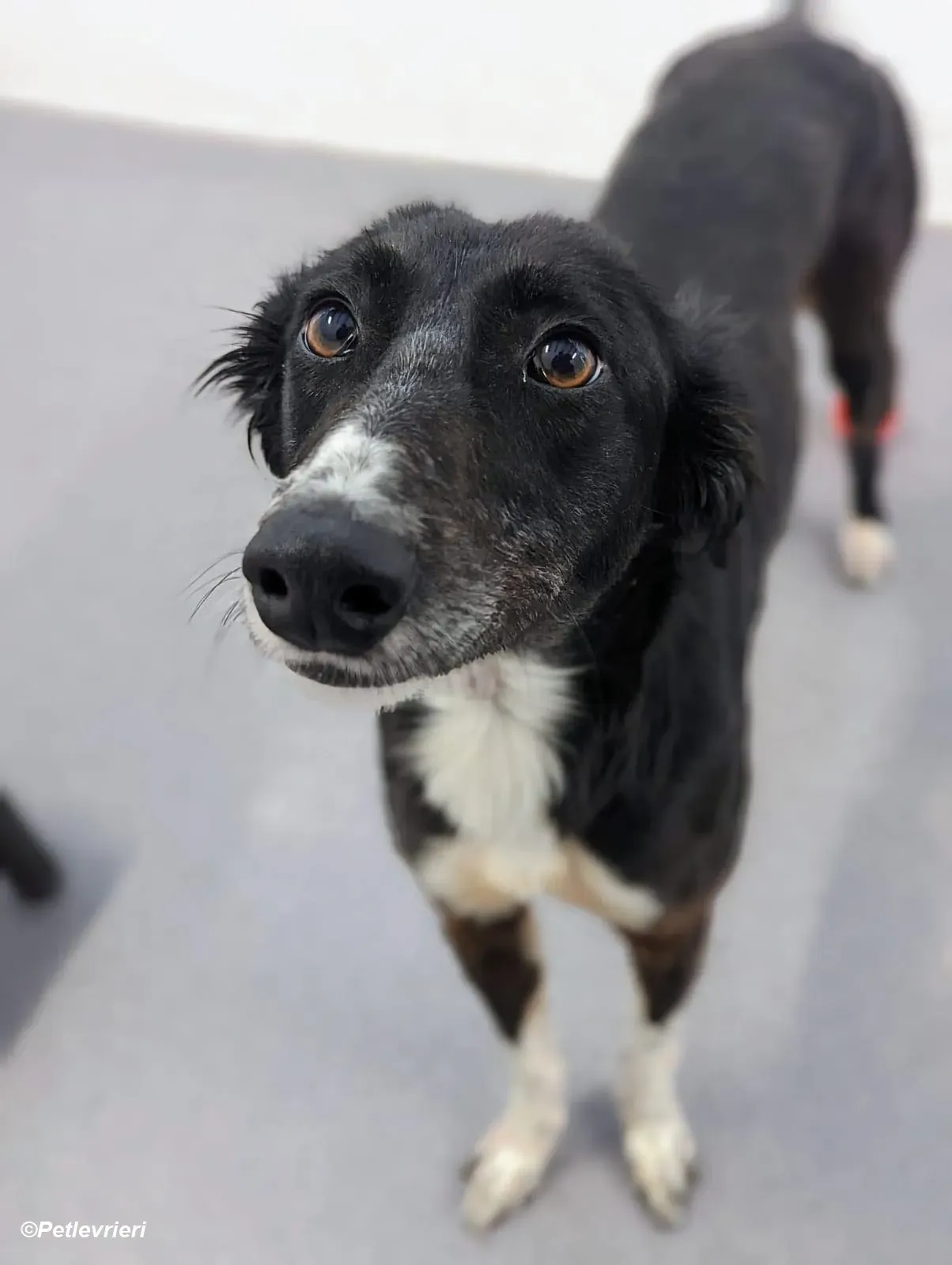 Priscilla adozione levrieri greyhound 6