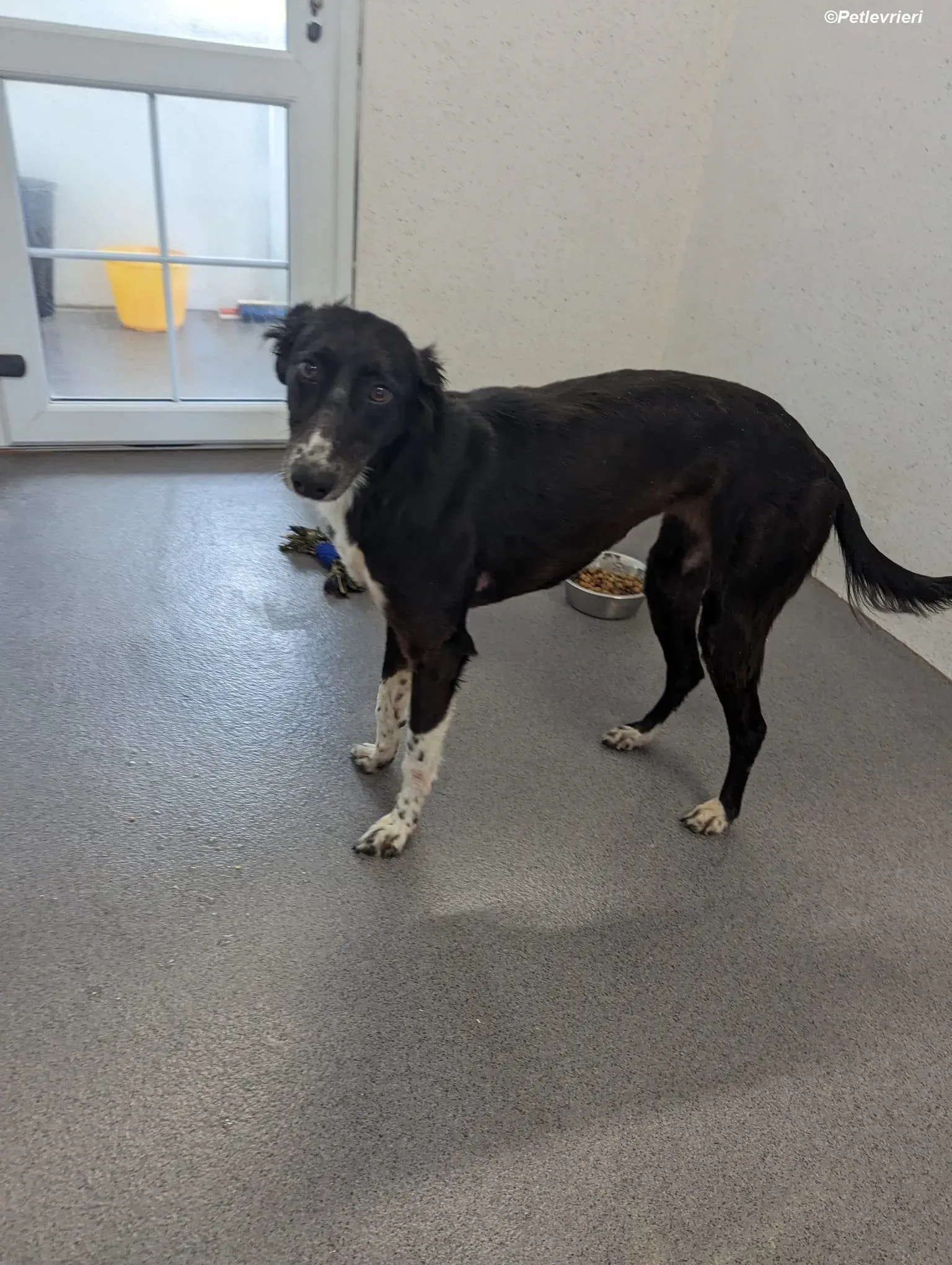 Priscilla adozione levrieri greyhound 7