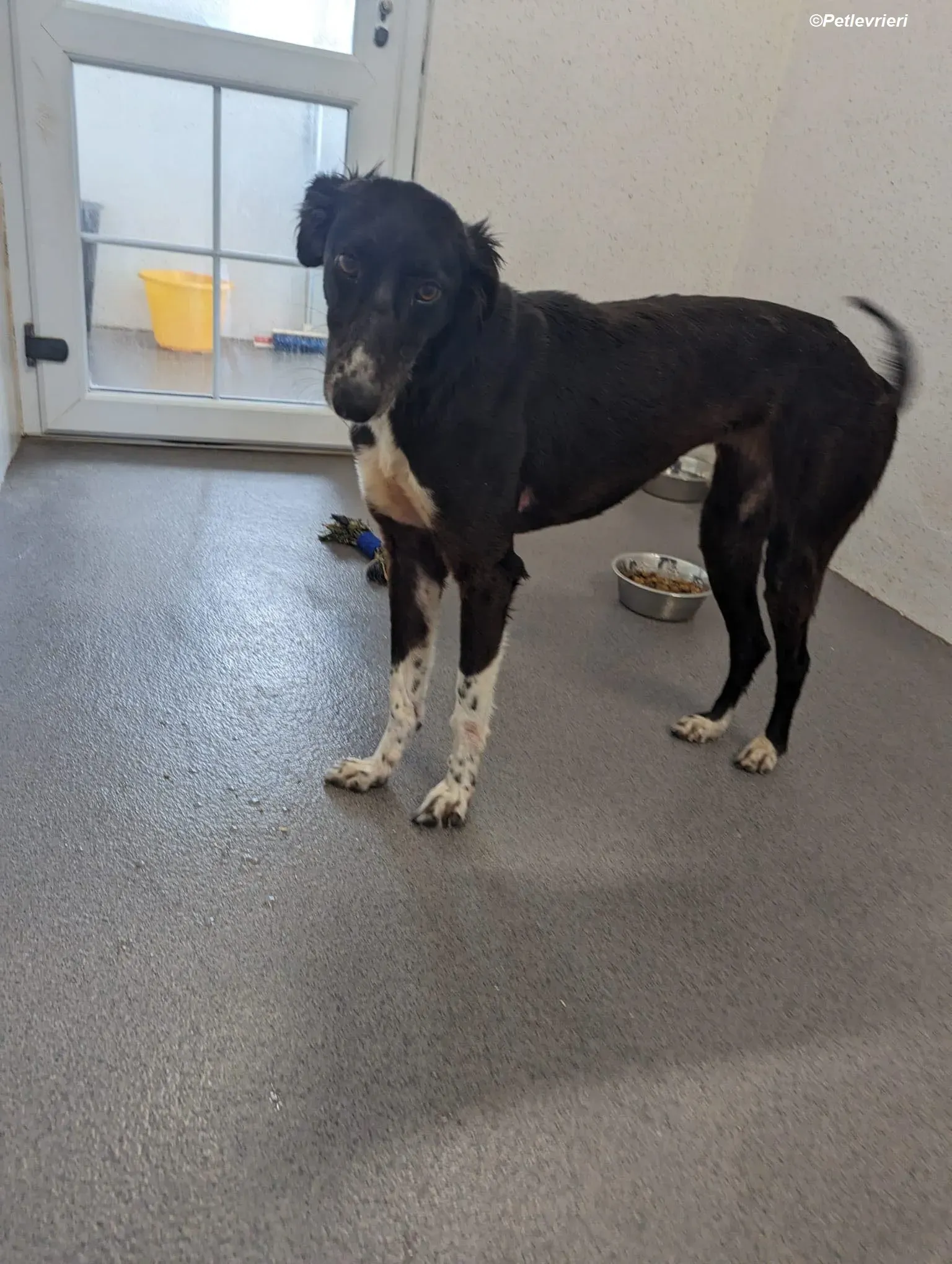 Priscilla adozione levrieri greyhound 8