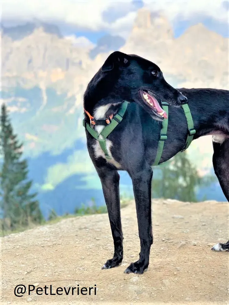 Prophet adozione levrieri greyhound 30 2