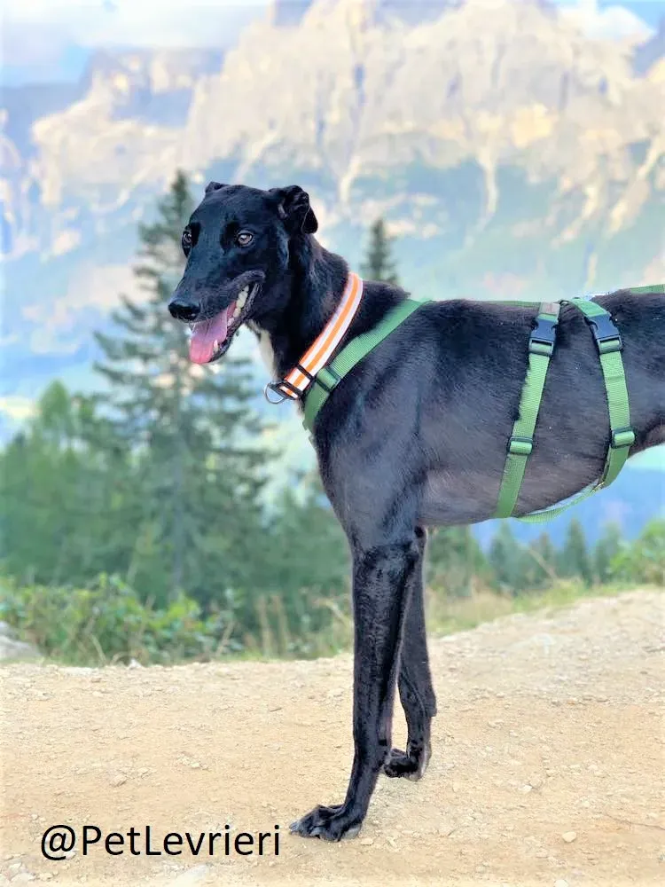 Prophet adozione levrieri greyhound 31 2
