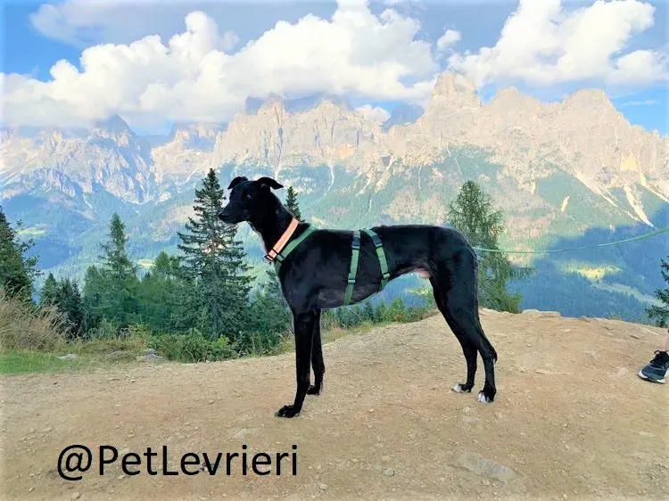 Prophet adozione levrieri greyhound 32 2
