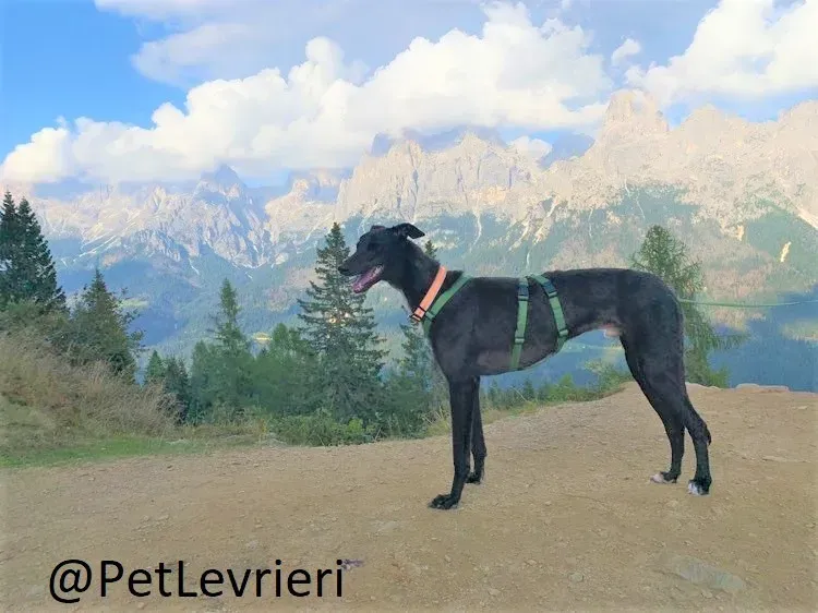 Prophet adozione levrieri greyhound 33 2