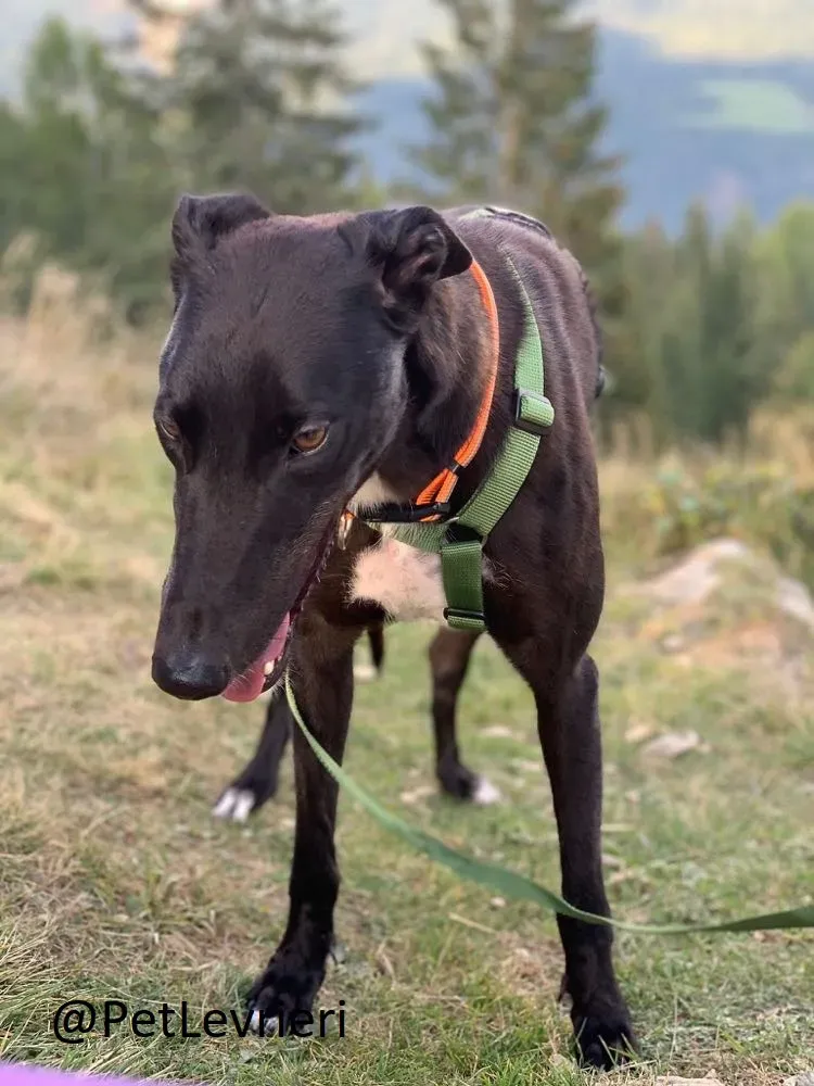 Prophet adozione levrieri greyhound 34