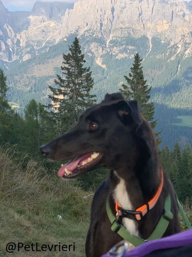 Prophet adozione levrieri greyhound 35