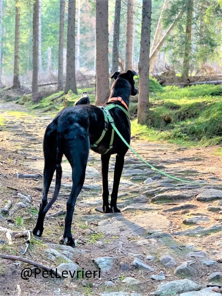 Prophet adozione levrieri greyhound 36 2