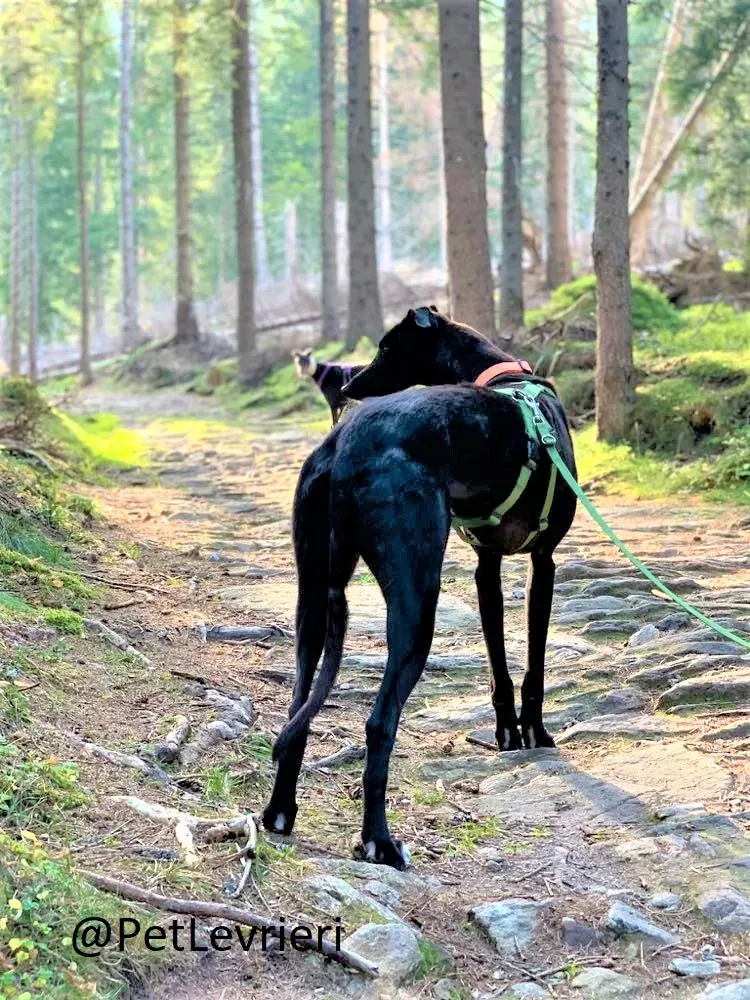 Prophet adozione levrieri greyhound 37 2