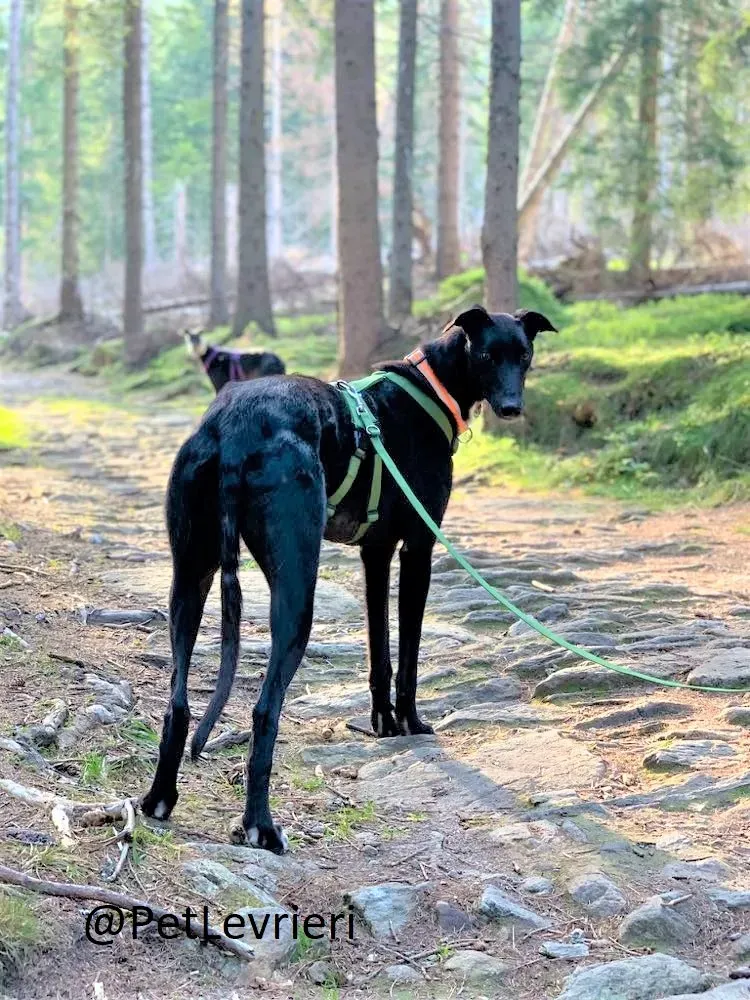 Prophet adozione levrieri greyhound 38 2