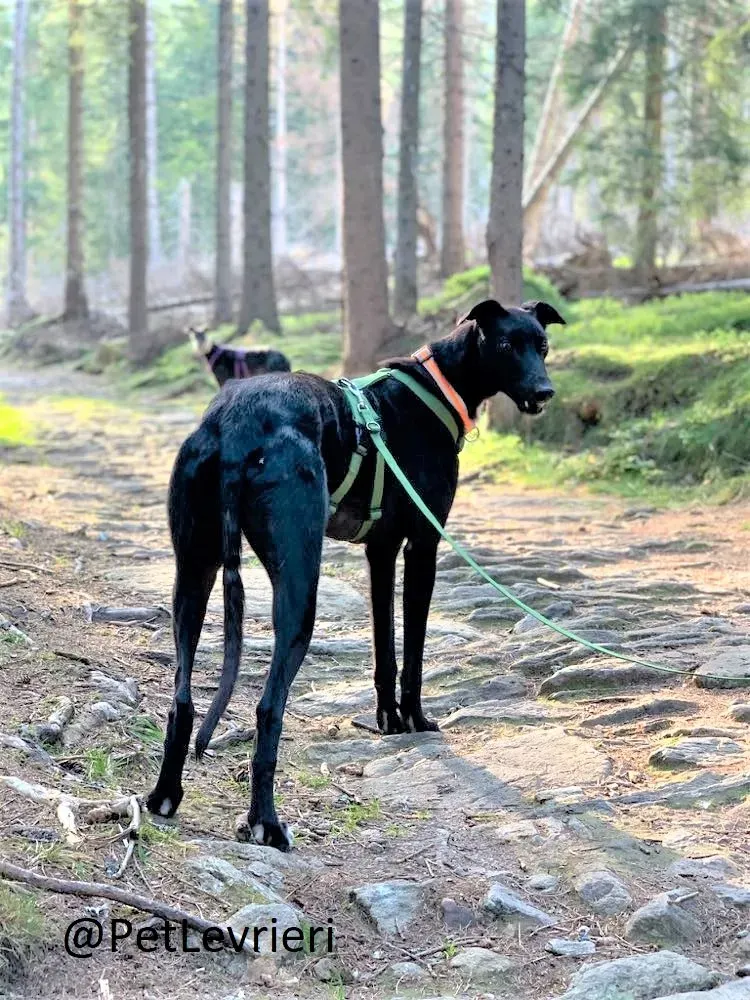 Prophet adozione levrieri greyhound 39 2