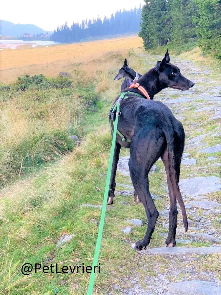 Prophet adozione levrieri greyhound 40 2