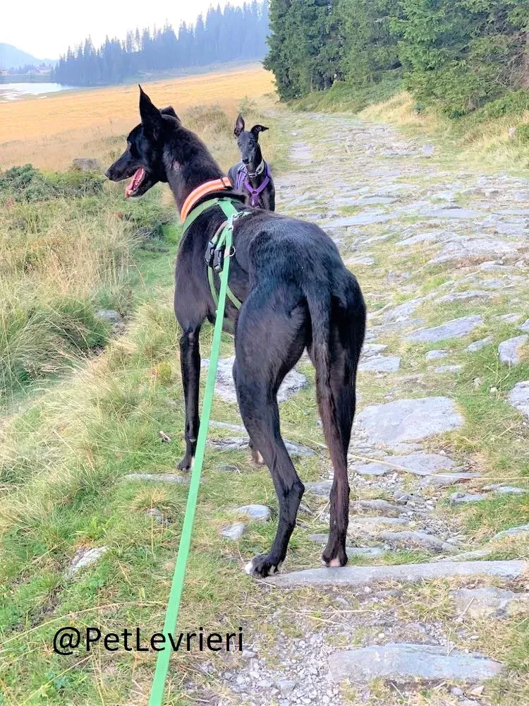 Prophet adozione levrieri greyhound 41 2