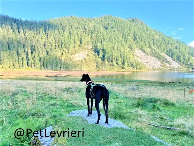 Prophet adozione levrieri greyhound 42 2