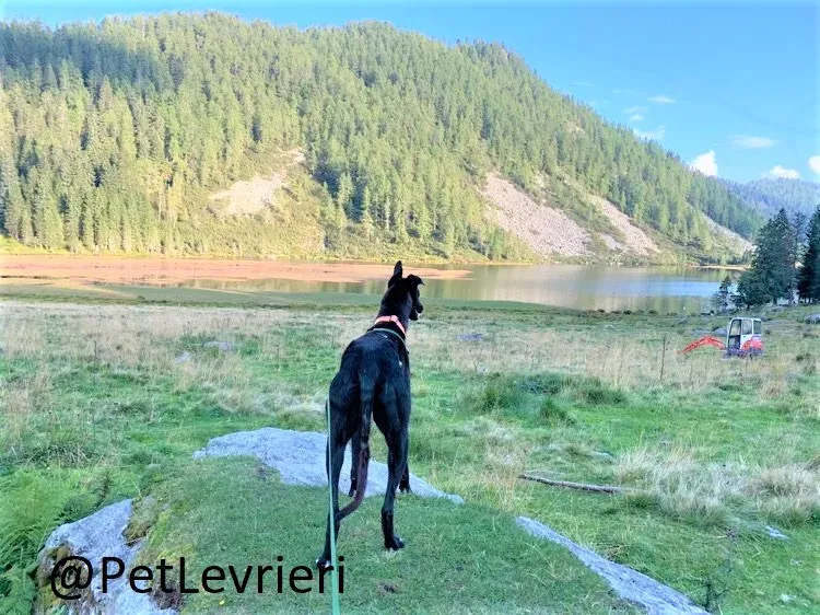 Prophet adozione levrieri greyhound 43 2