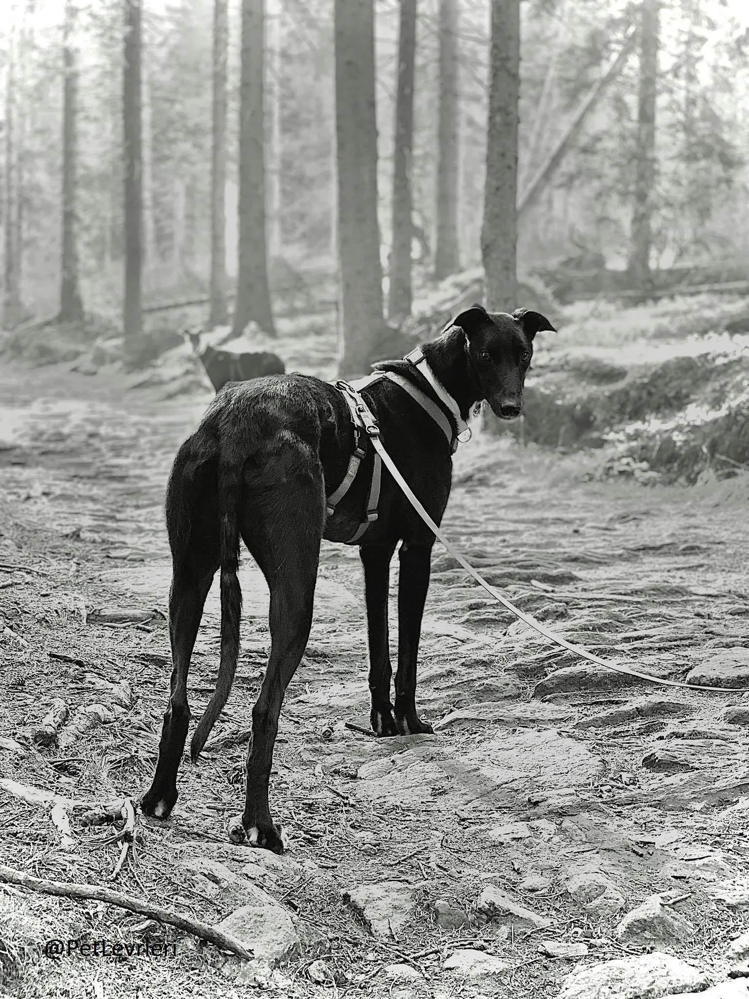 Prophet adozione levrieri greyhound 44