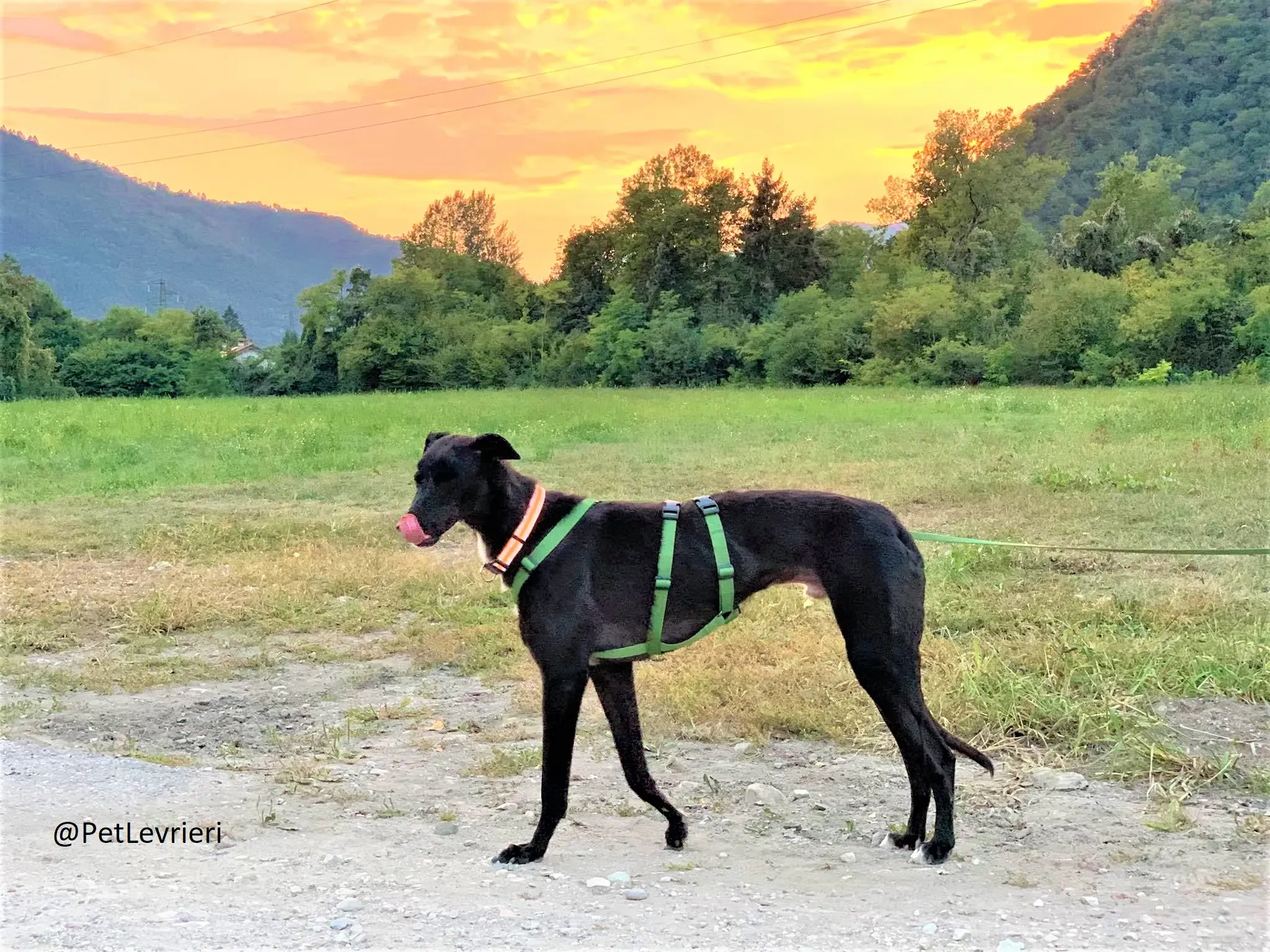 Prophet adozione levrieri greyhound 45 2