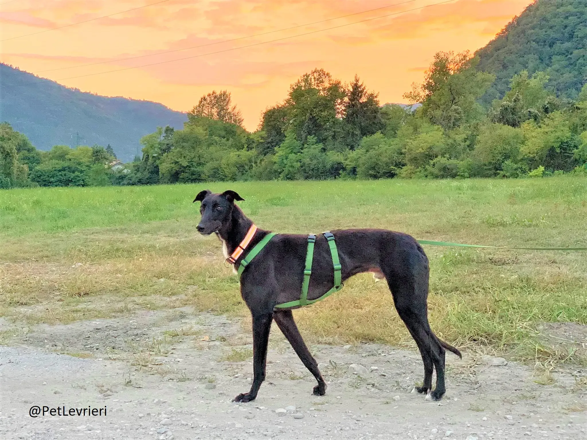 Prophet adozione levrieri greyhound 46 2