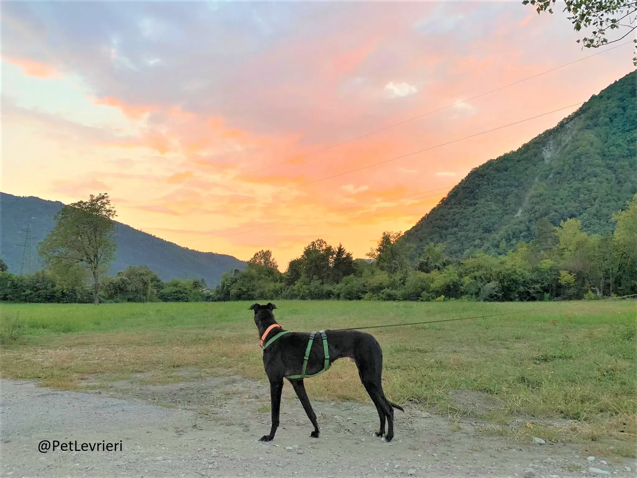 Prophet adozione levrieri greyhound 47 2
