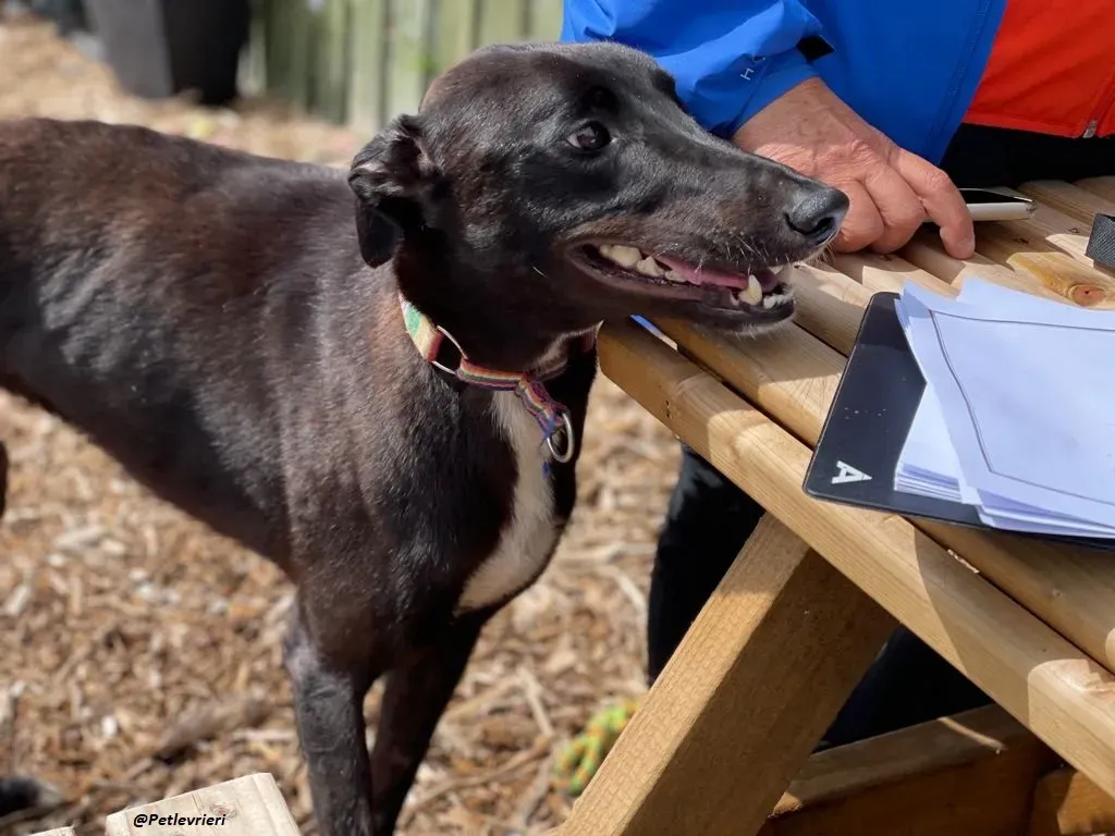 Prophet greyhound adozione levrieri 1