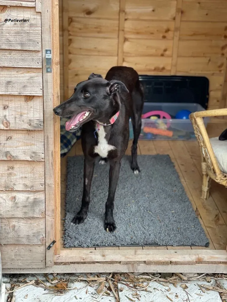 Prophet greyhound adozione levrieri 10