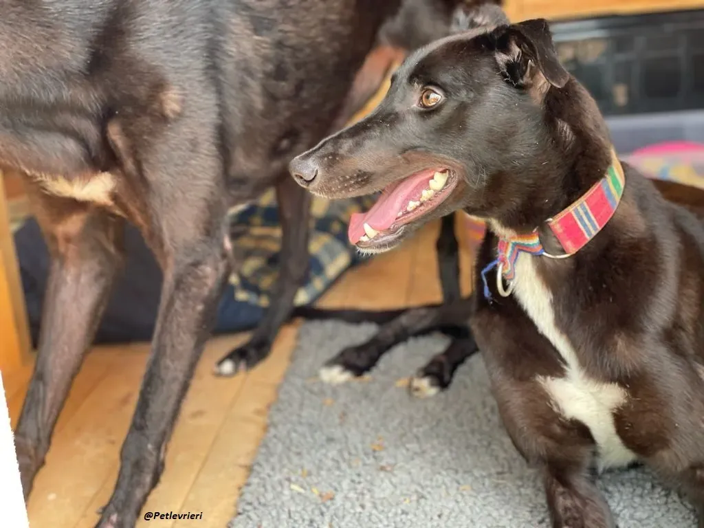 Prophet greyhound adozione levrieri 11