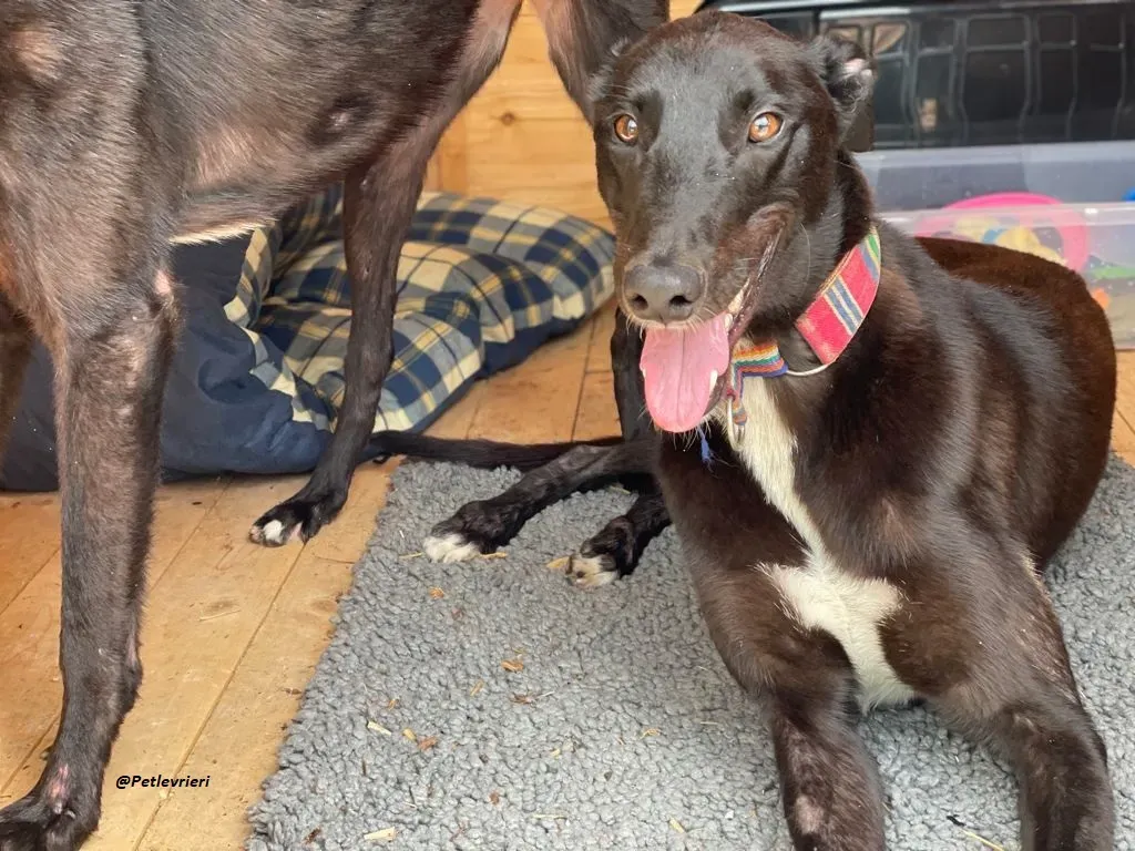 Prophet greyhound adozione levrieri 13